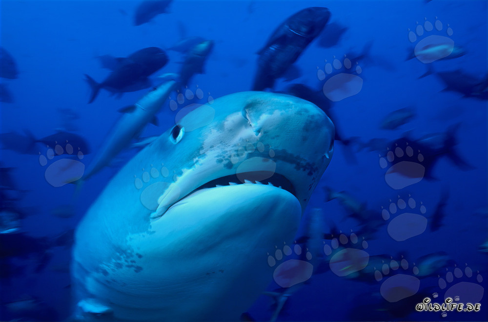 Impressive Portrait of a Tiger Shark
