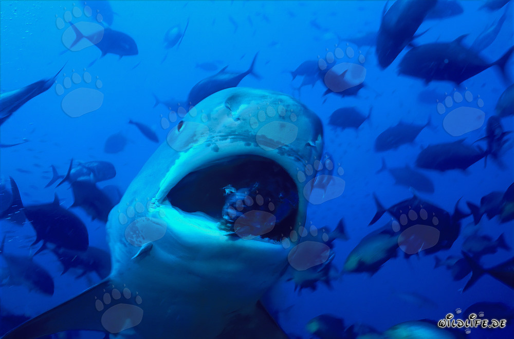 Grand requin-tigre (Galeocerdo cuvier) lors de la chasse à la proie