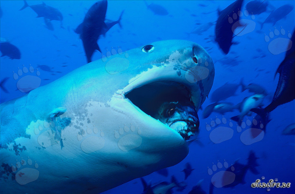 Impressionnant requin tigre aux rayures marquantes