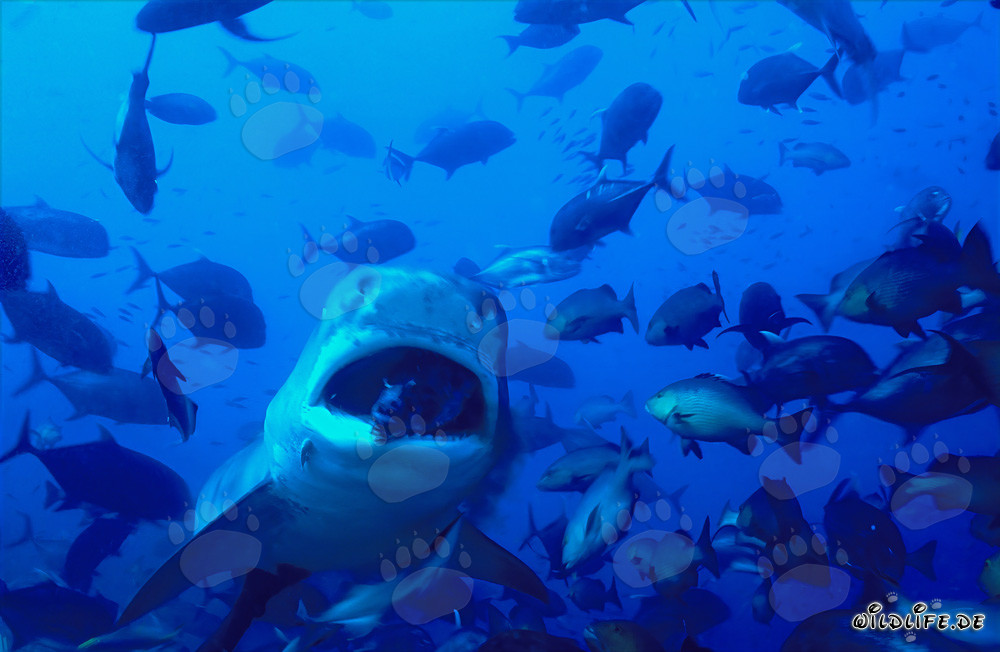 Requin tigre - Le redoutable chasseur des mers