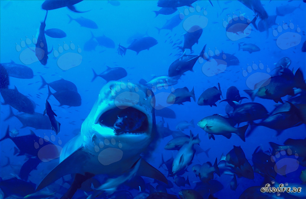 Tiger Shark - The Dangerous Predator of the Seas
