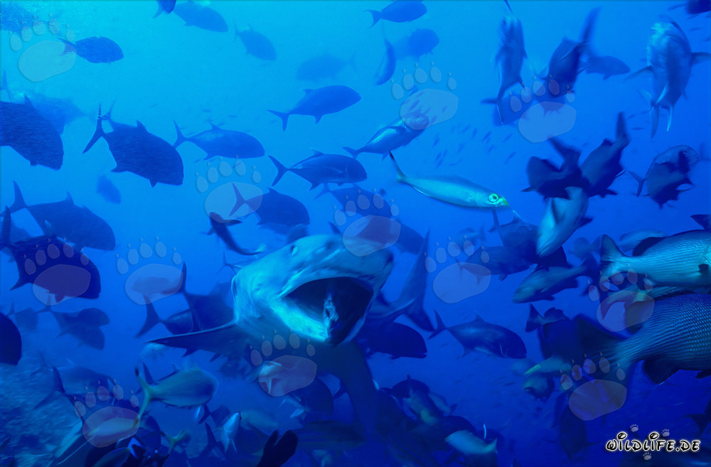 Requin tigre (Galeocerdo cuvier) avec la gueule ouverte