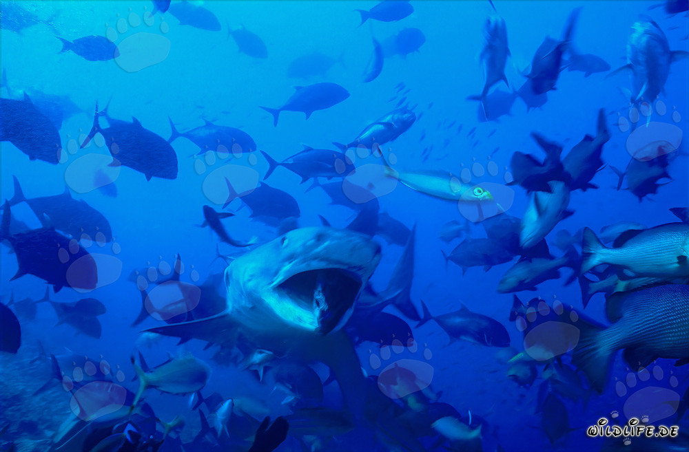Tiger shark (Galeocerdo cuvier) with open mouth