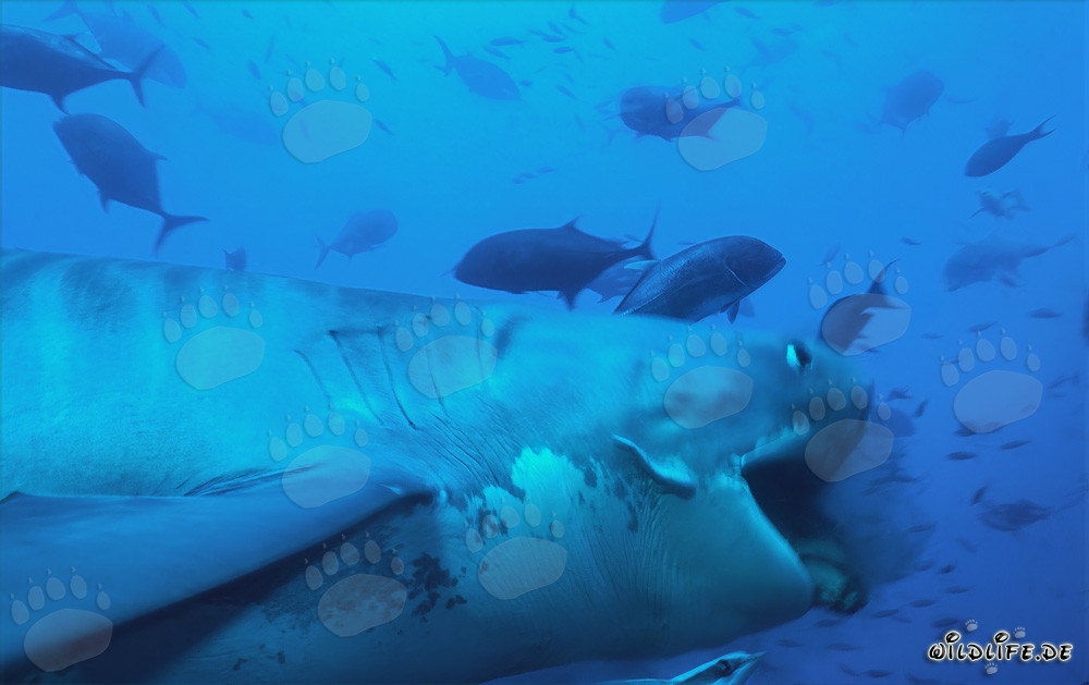 Impressionnant requin-tigre (Galeocerdo cuvier) en action