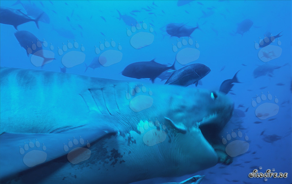 Imponente squalo tigre (Galeocerdo cuvier) in azione
