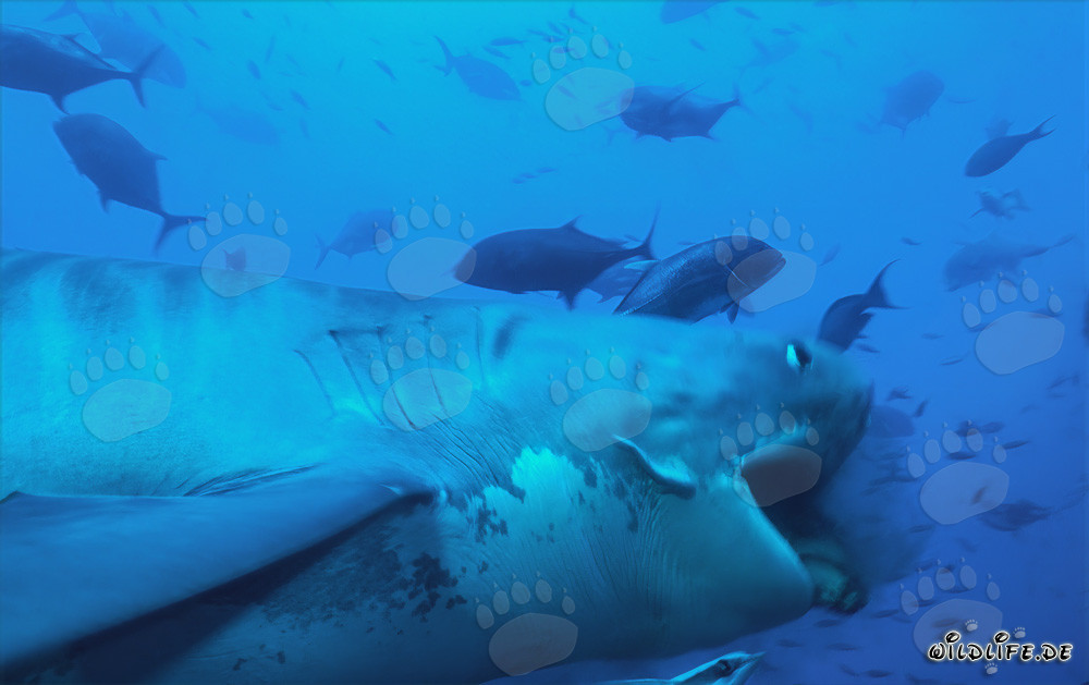 Impressive Tiger Shark (Galeocerdo cuvier) in Action