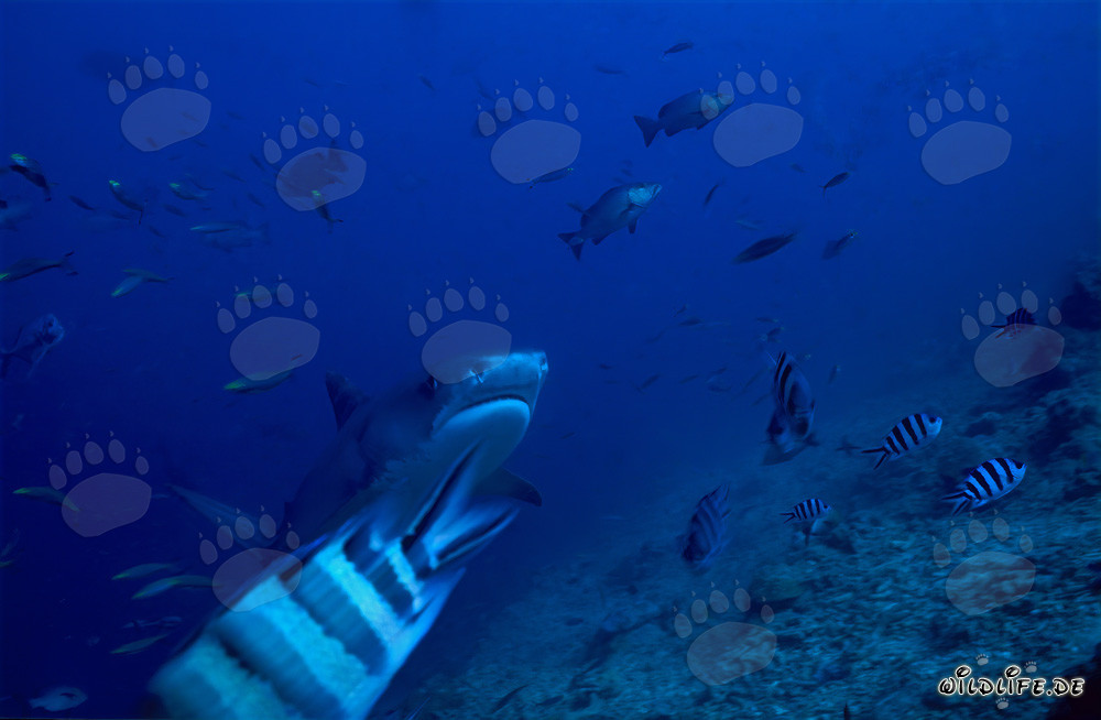 Requin tigre (Galeocerdo cuvier) nage élégamment le long du récif