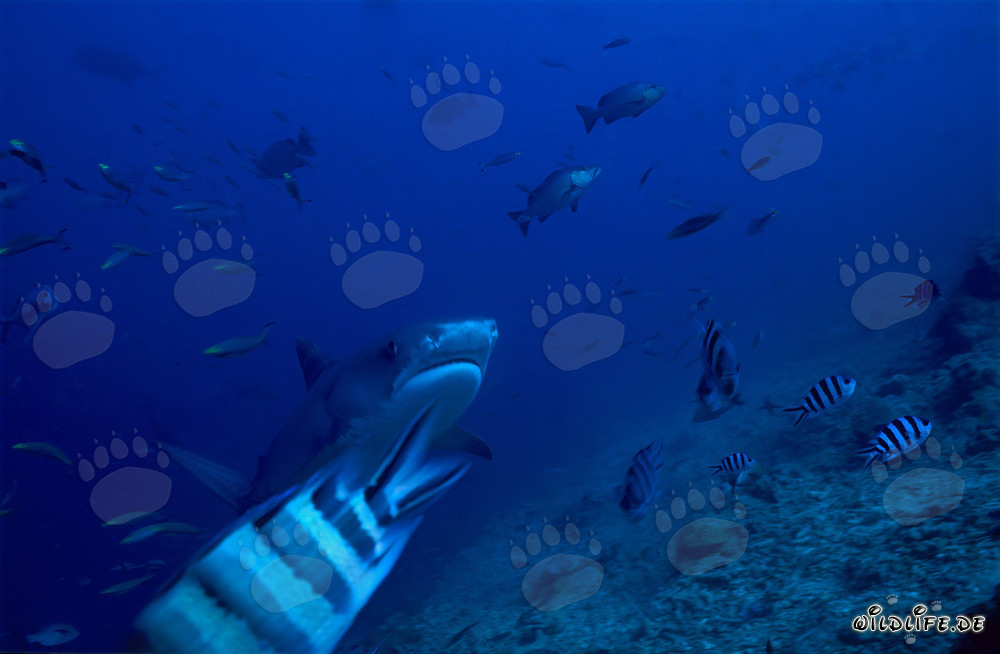 Squalo tigre (Galeocerdo cuvier) nuota elegantemente lungo la barriera corallina