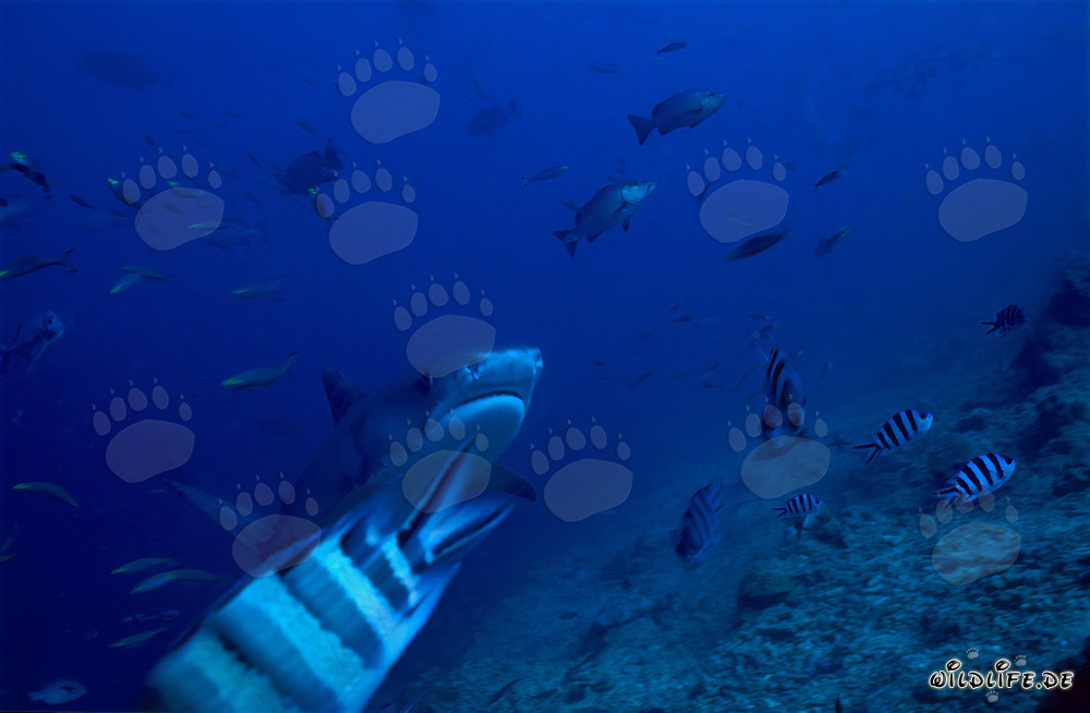 Tiger shark (Galeocerdo cuvier) elegantly swimming along the reef