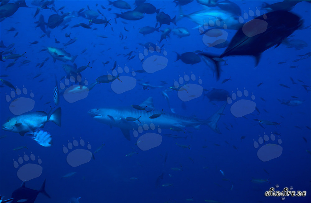 Requin tigre nage majestueusement devant le récif corallien