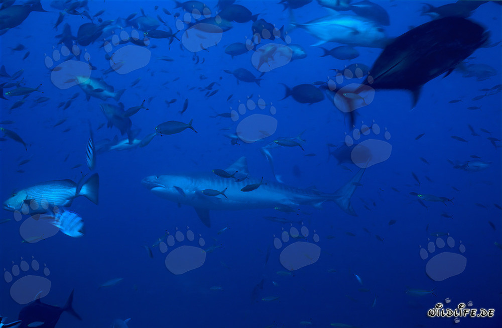 Lo squalo tigre nuota maestosamente davanti alla barriera corallina