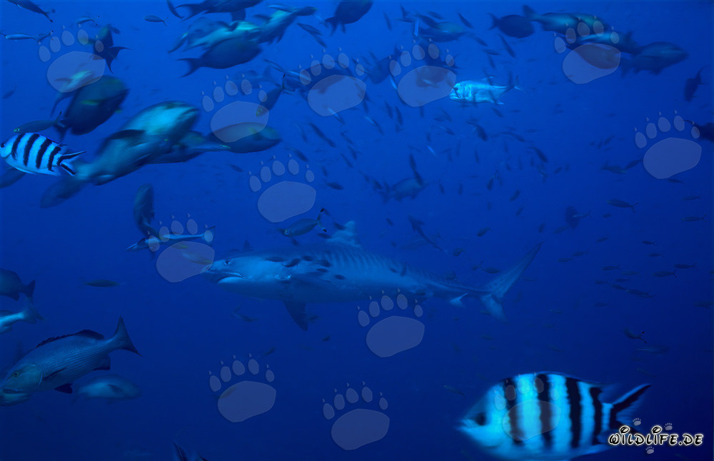 Tiger shark (Galeocerdo cuvier) swimming majestically in the clear waters of Beqa Lagoon