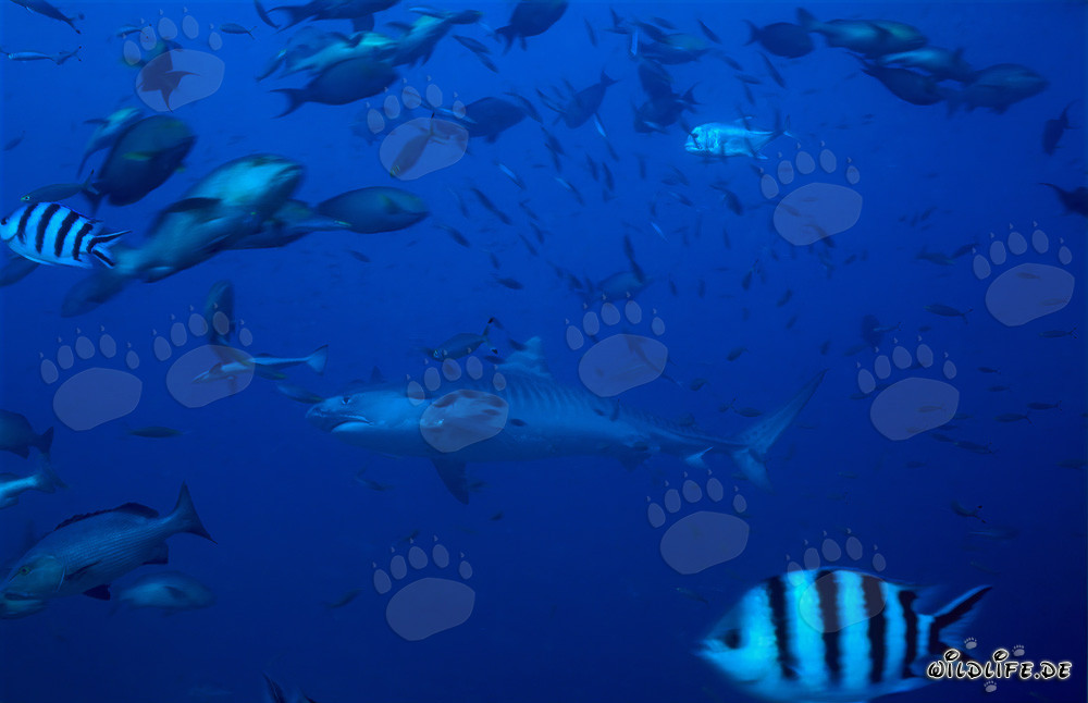 Tigerhai (Galeocerdo cuvier) schwimmt majestätisch im klaren Wasser in der Beqa Lagune