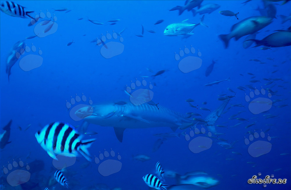 Requin tigre devant un récif corallien tropical