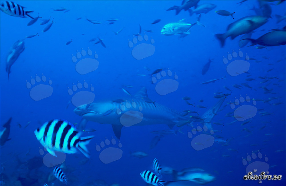 Squalo tigre davanti a una barriera corallina tropicale