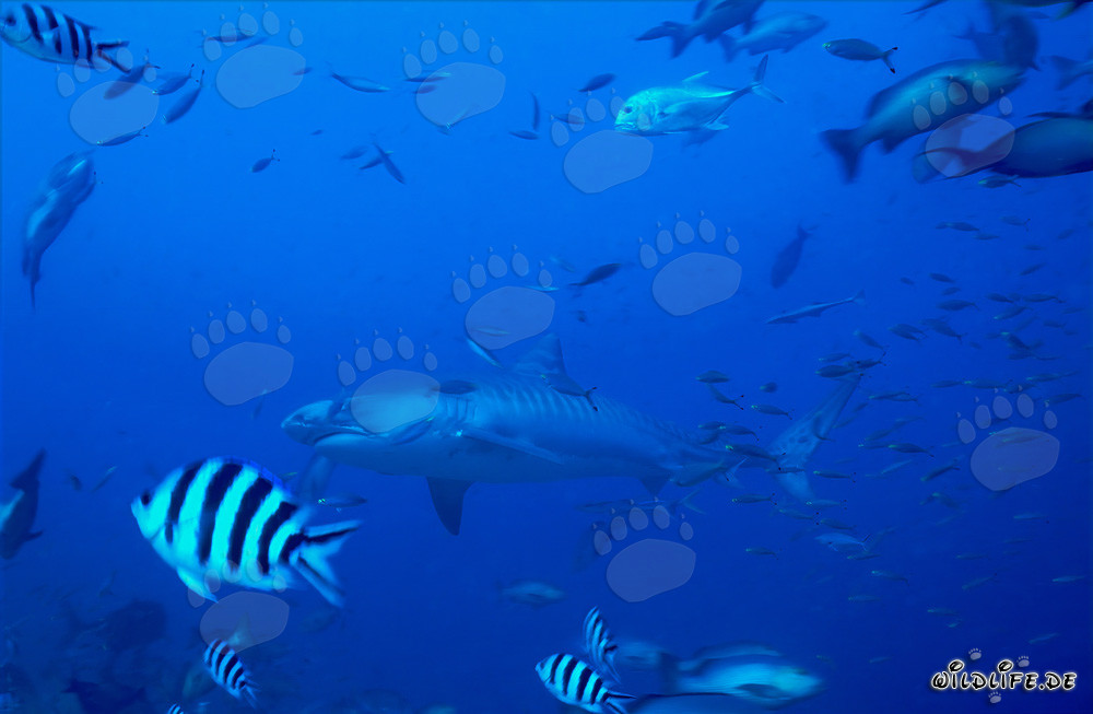 Tiburón tigre frente a un arrecife de coral tropical