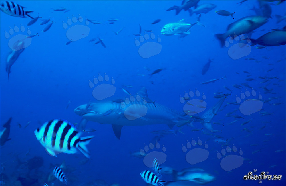 Tiger Shark in front of a Tropical Coral Reef