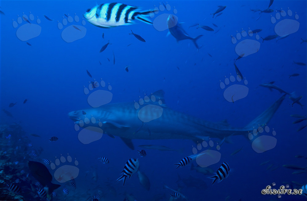 Squalo tigre sulla barriera corallina