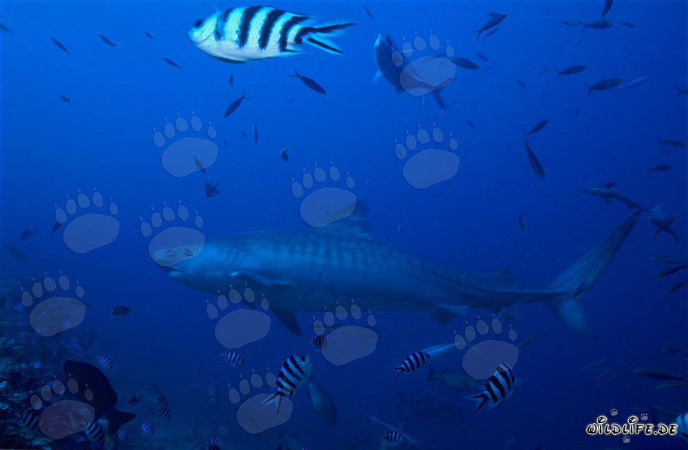 Tiburón tigre en el arrecife de coral