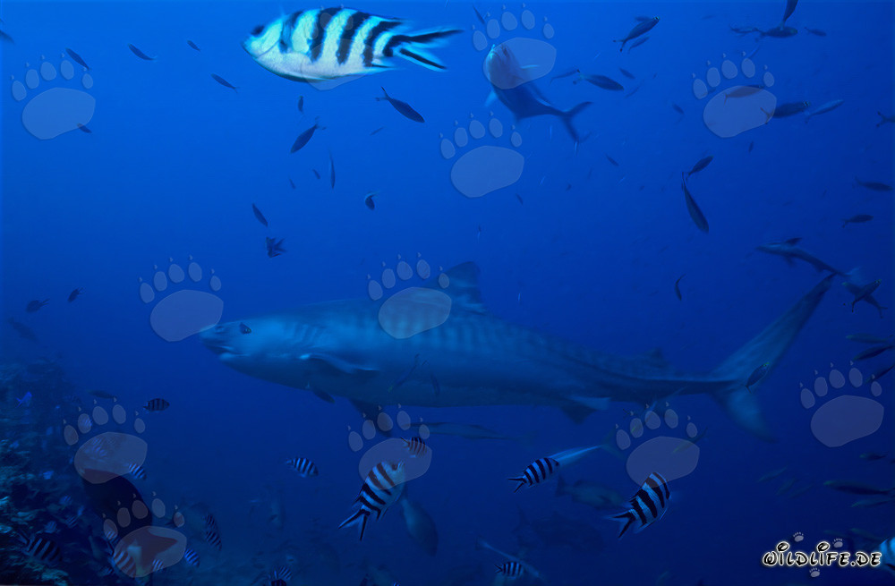 Tiger Shark at the Coral Reef