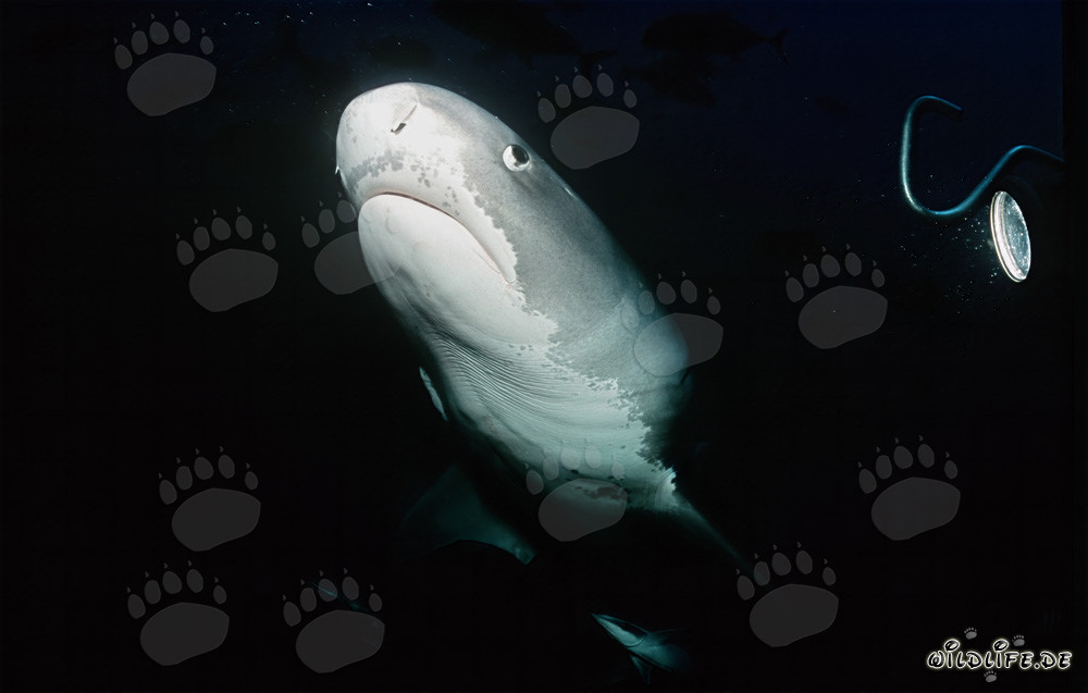 Un impressionnant requin-tigre surgit des profondeurs de l'océan