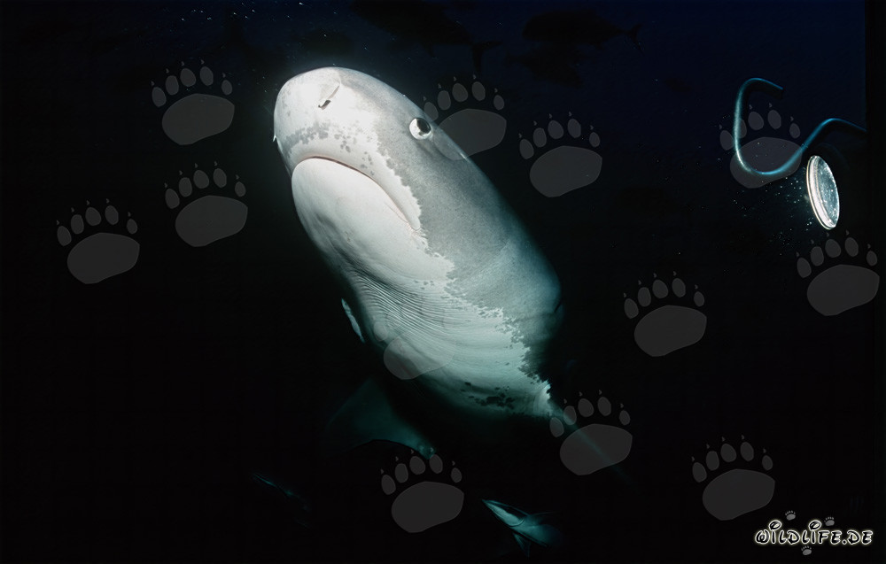 Imponente squalo tigre emerge dalle profondità dell'oceano
