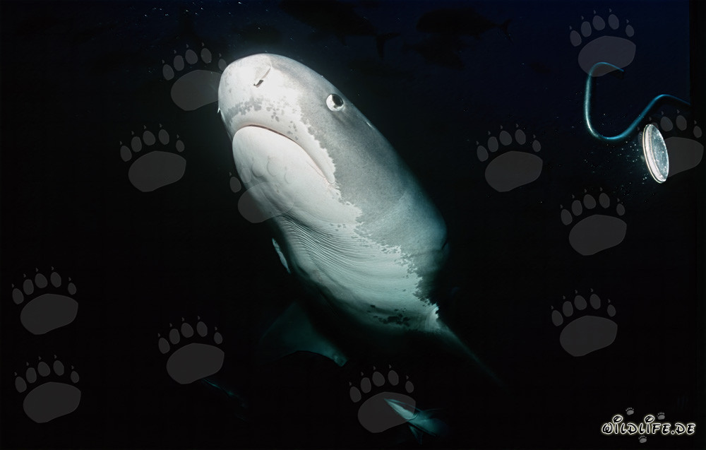 Impressive tiger shark emerges from the depths of the ocean
