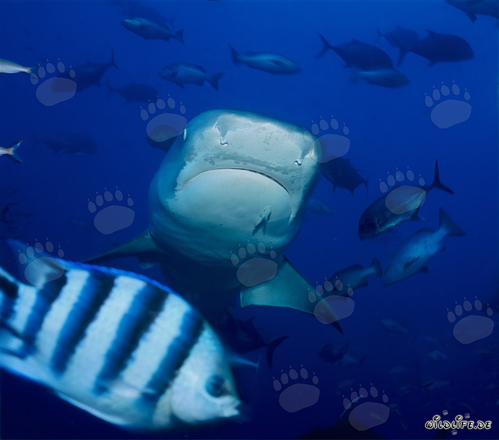 Impressive tiger shark swimming head-on towards the viewer