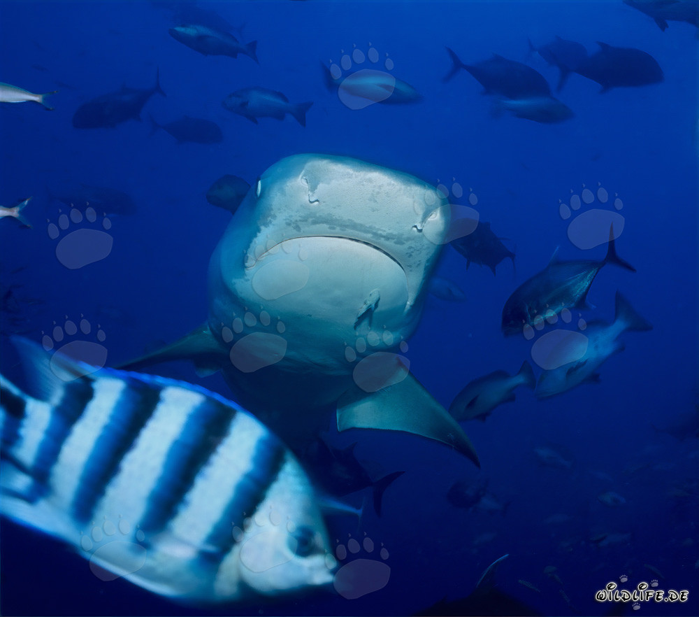 Imposanter Tigerhai schwimmt frontal auf den Betrachter zu