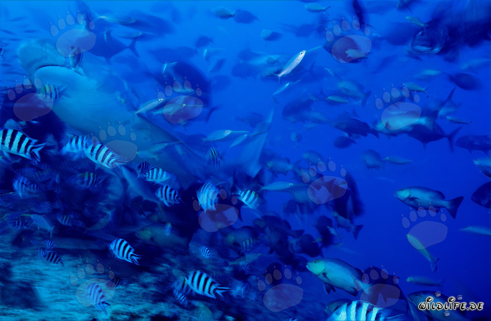 Majestic Tiger Shark (Galeocerdo cuvier) in Crystal Clear Reef Waters