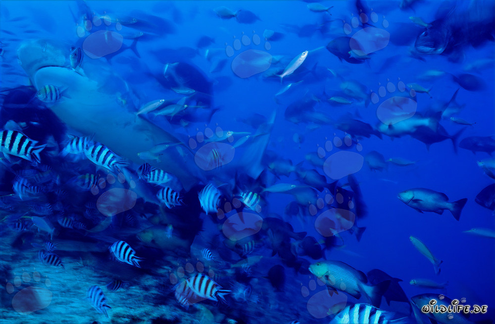 Requin-tigre majestueux (Galeocerdo cuvier) dans l'eau cristalline du récif