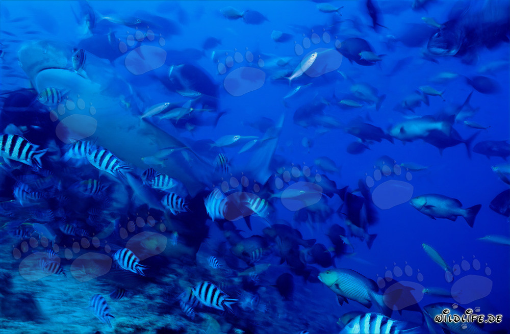 Maestoso squalo tigre (Galeocerdo cuvier) nelle cristalline acque della barriera corallina