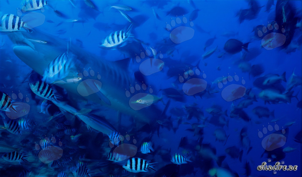 Majestic tiger shark surrounded by a variety of reef fish