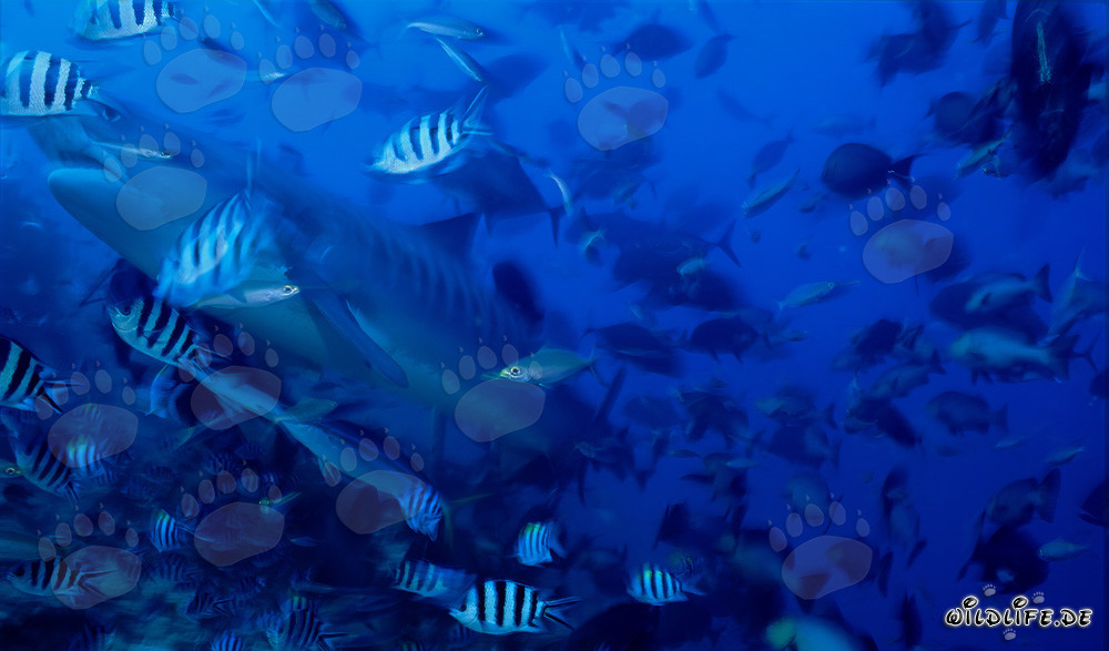 Requin tigre majestueux nage entouré d'une variété de poissons de récif