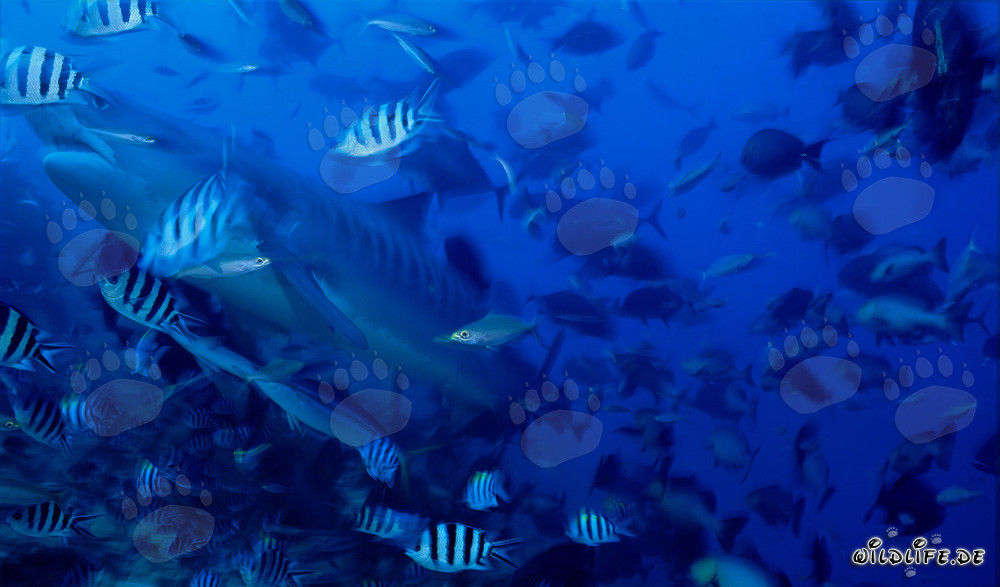 Tiburón tigre majestuoso nada rodeado de una variedad de peces de arrecife
