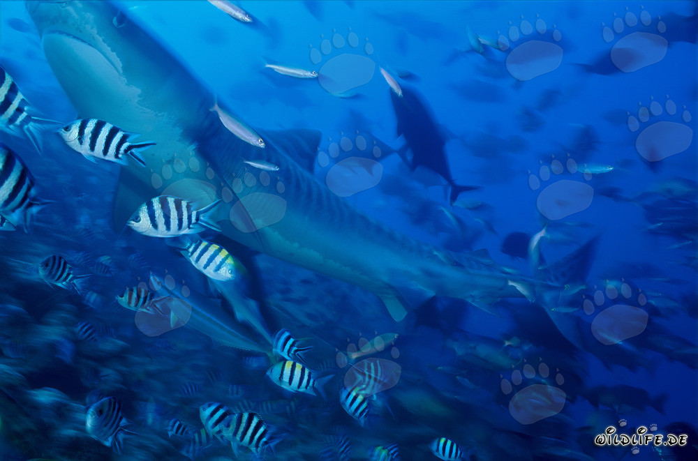 Requin-tigre majestueux entouré de poissons de récif
