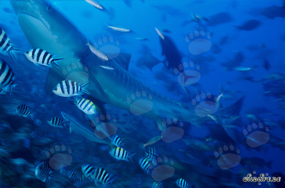 Tiburón tigre majestuoso rodeado de peces de arrecife