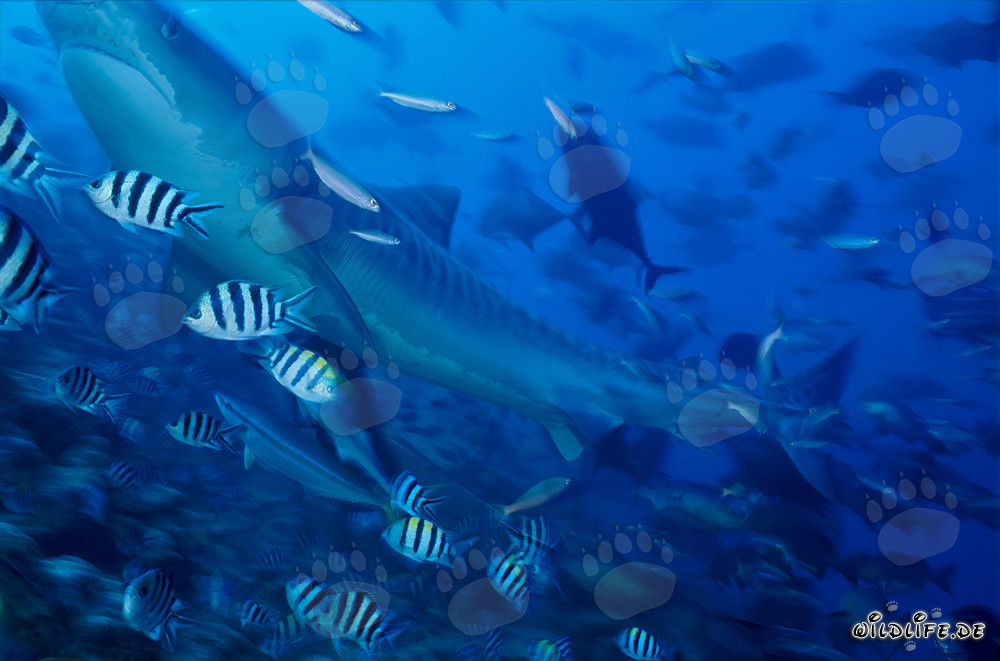 Majestic Tiger Shark Surrounded by Reef Fish