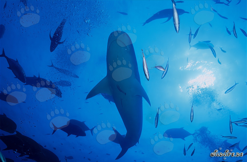 Majestic Tiger Shark in Backlight