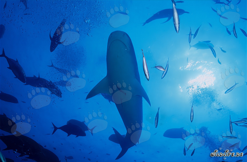 Requin-tigre majestueux en contre-jour
