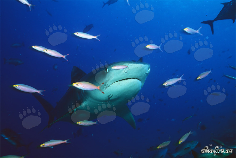 Tigerhai (Galeocerdo cuvier) im freien Wasser