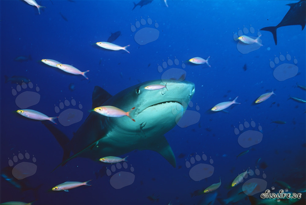 Tiger shark (Galeocerdo cuvier)