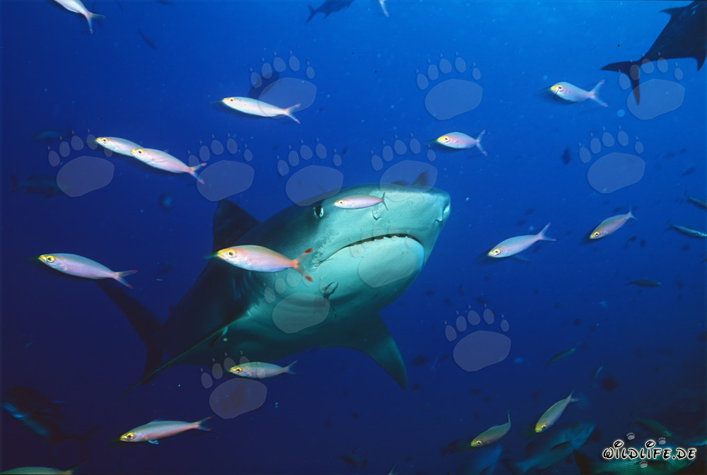 Squalo tigre (Galeocerdo cuvier) in acqua libera