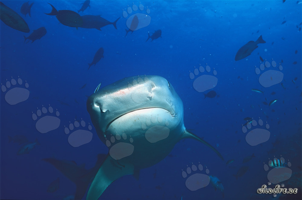 Requin-tigre imposant (Galeocerdo cuvier) s'approche de face