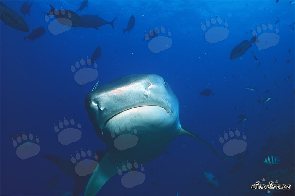 Maestoso squalo tigre (Galeocerdo cuvier) si avvicina frontalmente