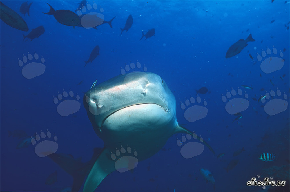 Impresionante tiburón tigre (Galeocerdo cuvier) se acerca frontalmente