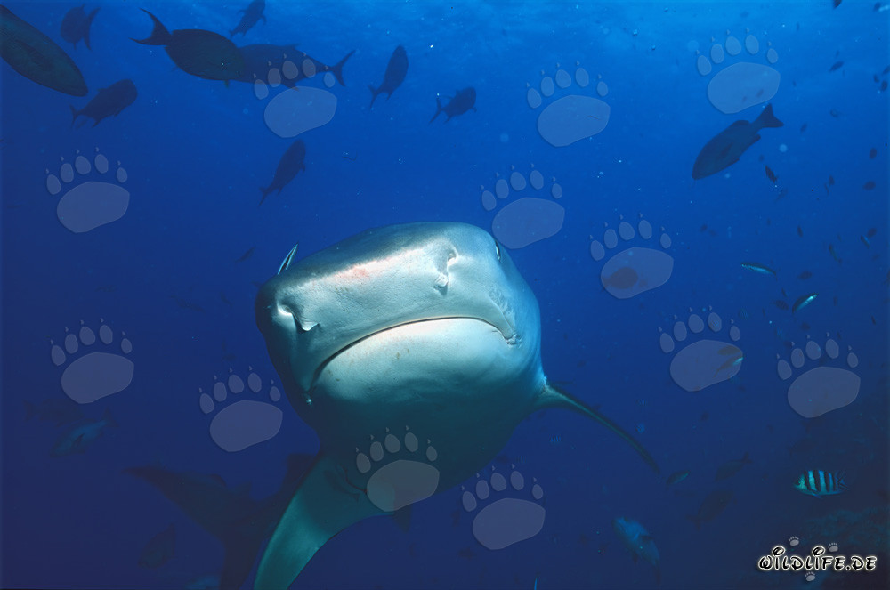 Impressive Tiger Shark (Galeocerdo cuvier) approaching head-on