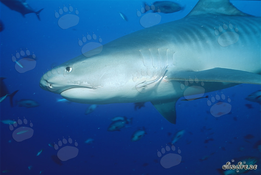 Requin-tigre imposant (Galeocerdo cuvier) devant un récif corallien à couper le souffle