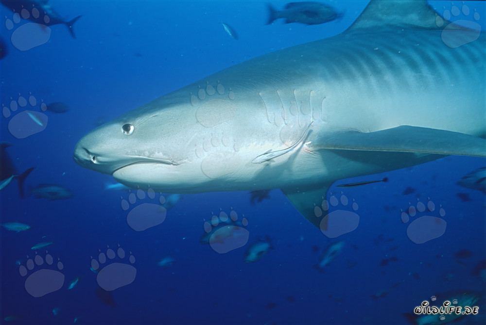 Imponente squalo tigre (Galeocerdo cuvier) davanti a un meraviglioso reef di corallo