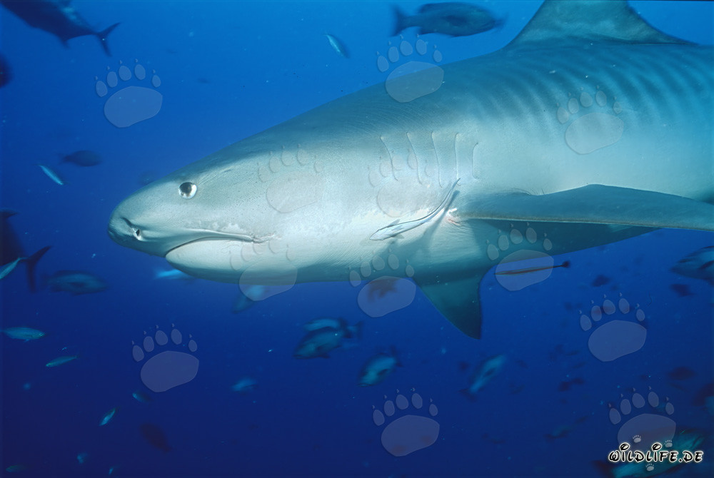 Impresionante tiburón tigre (Galeocerdo cuvier) frente a un arrecife de coral impresionante